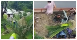 Pha Plants Palm Tree To Tackle Pollution Beautify Lahore